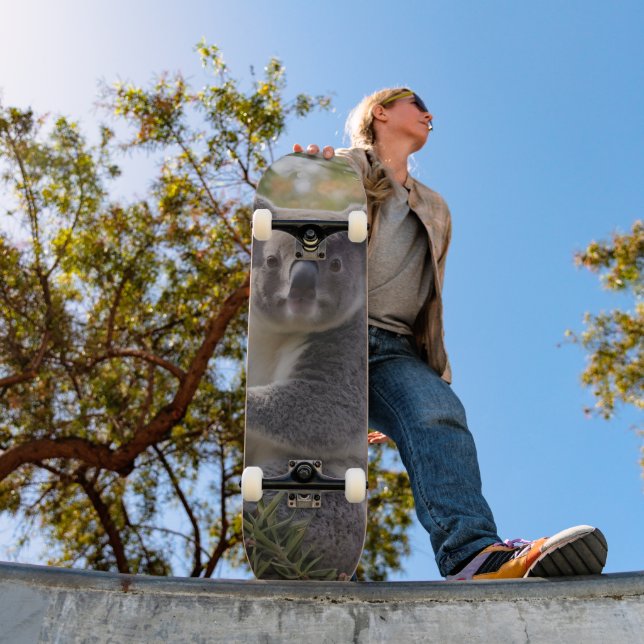 Grevillea Koala Bear, Skateboard (Außenbereich 1)