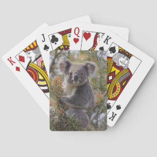 Grevillea Koala Bear, Spielkarten