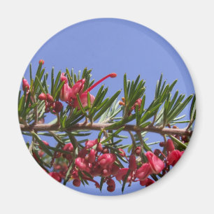 Grevillea Pflanze Magnet
