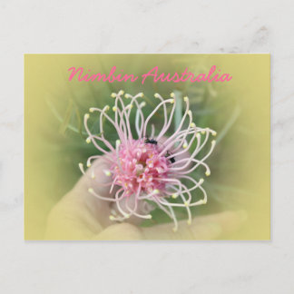 Grevillia Pink Postkarte