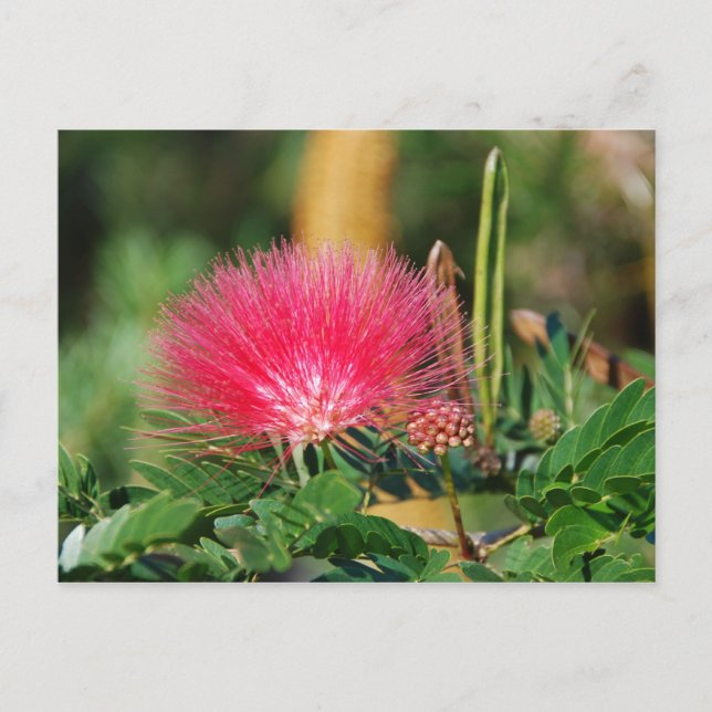 Grevillia Postkarte (Vorderseite)