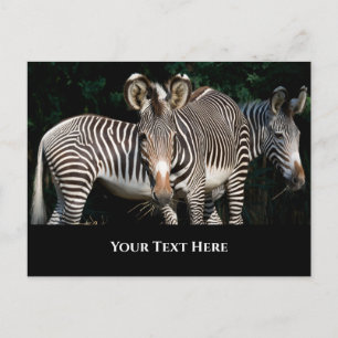 Grevy's Zebras Postkarte