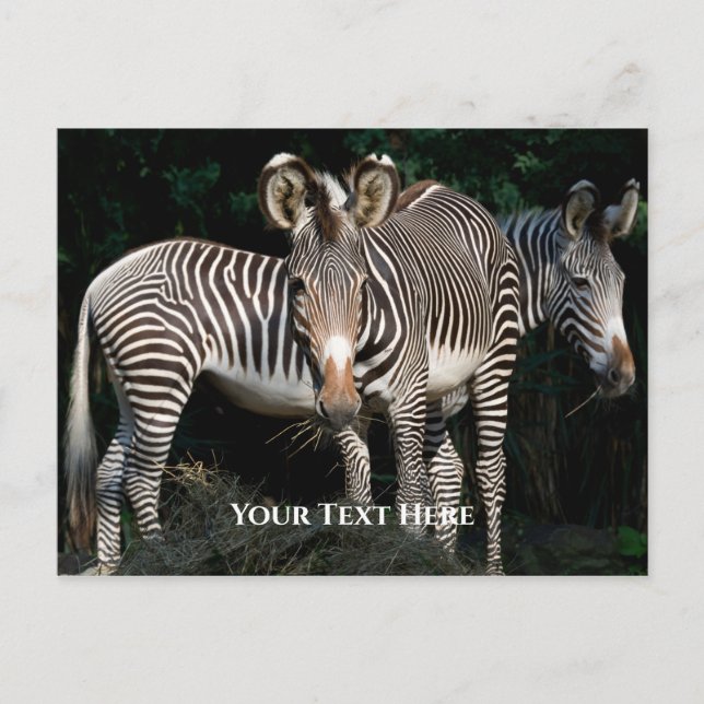 Grevy's Zebras Postkarte (Vorderseite)