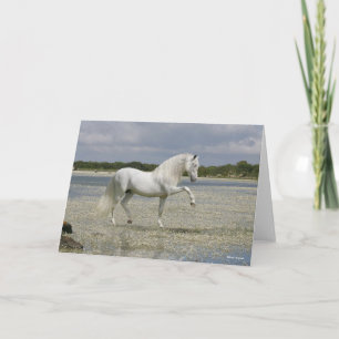 Grey Andalucian Stallion Standing In Lake Karte
