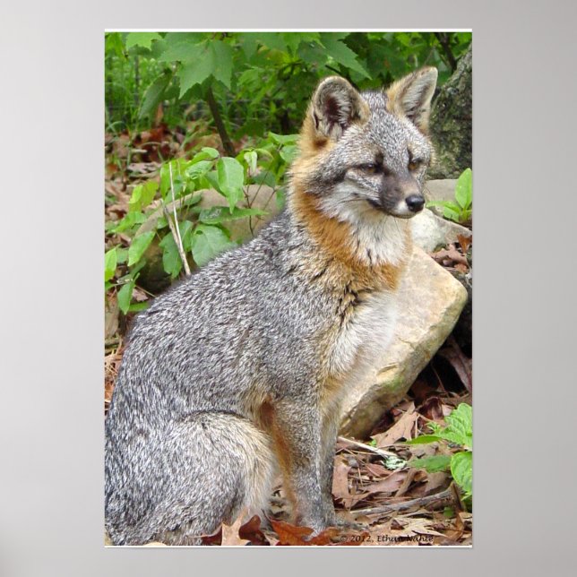 Grey Fox Posing Poster (Vorne)