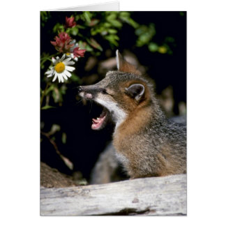 Grey Fox-Young-Kit