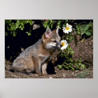 Grey Fox-Young-Kit Poster
