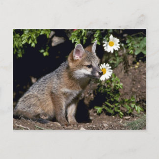 Grey Fox-Young-Kit Postkarte