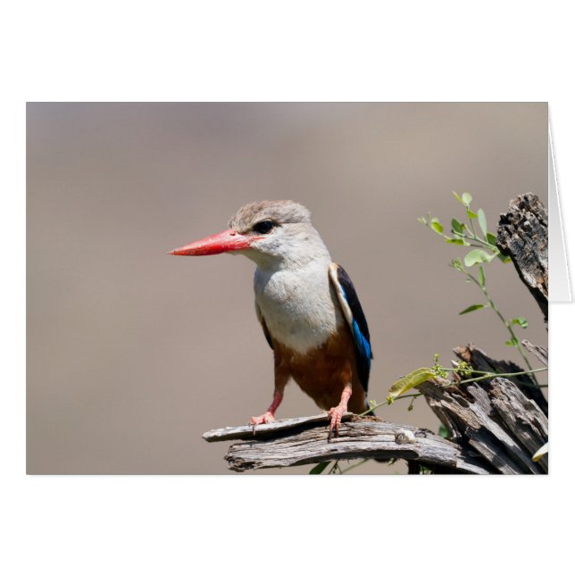 Grey-Headed Kingfisher (Vorderseite (Horizontal))