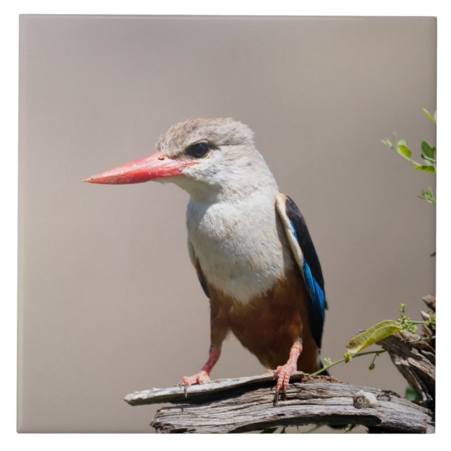 Grey-Headed Kingfisher Fliese (Vorderseite)