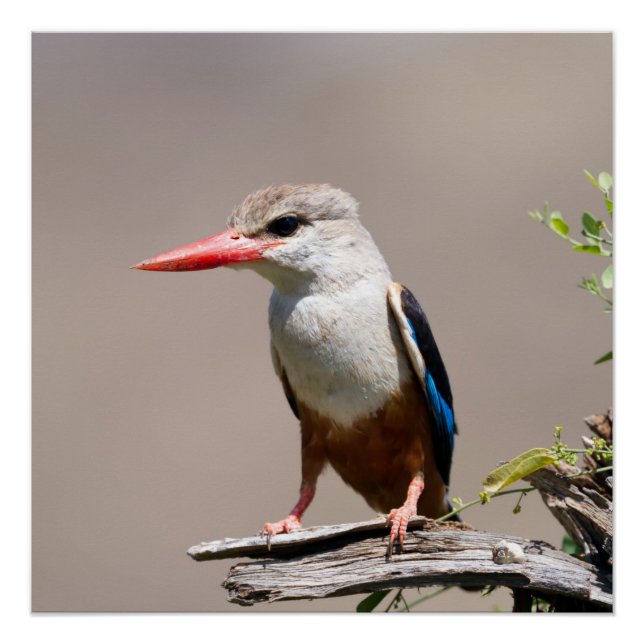 Grey-Headed Kingfisher Poster (Vorderseite)