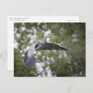 Grey Heron Nature Photo Postkarte