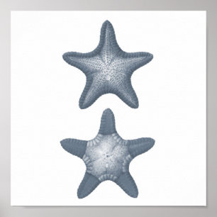 Grey Meereswelt Group12A print #10 Starfish Poster