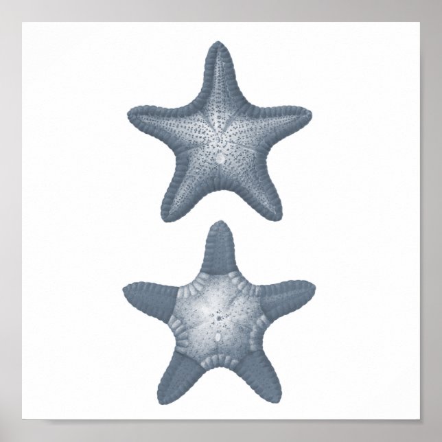Grey Meereswelt Group12A print #10 Starfish Poster (Vorne)