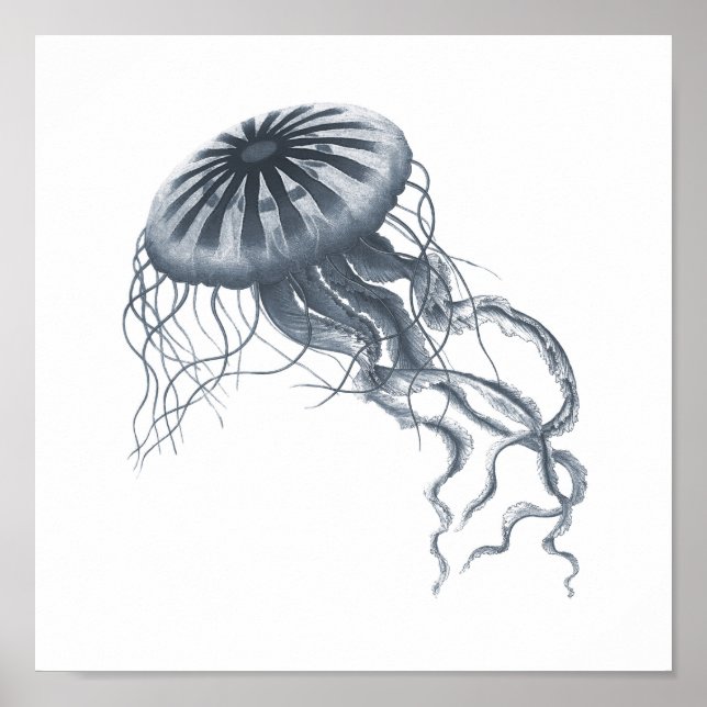 Grey Meereswelt Group 12A Print #2 Jelly fish Poster (Vorne)
