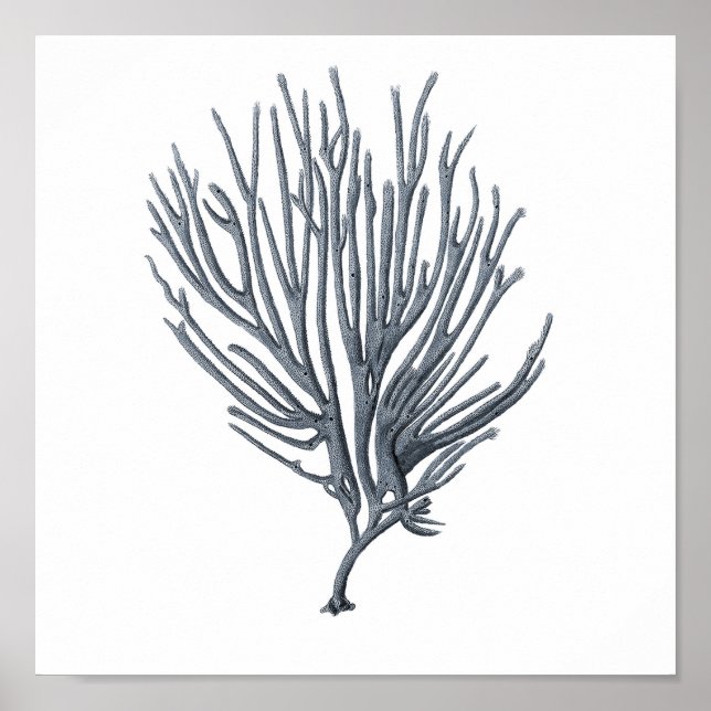 Grey Meereswelt Group 12A Print #6 Sea Coral Poster (Vorne)