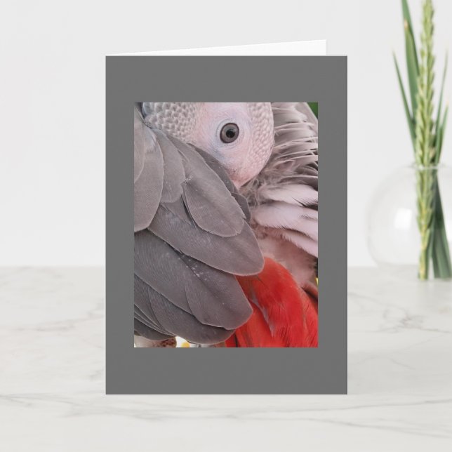 Grey-Papagei-Grußkarte Karte (Vorderseite)