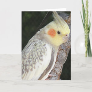 Grey-Papagei-Grußkarte Karte
