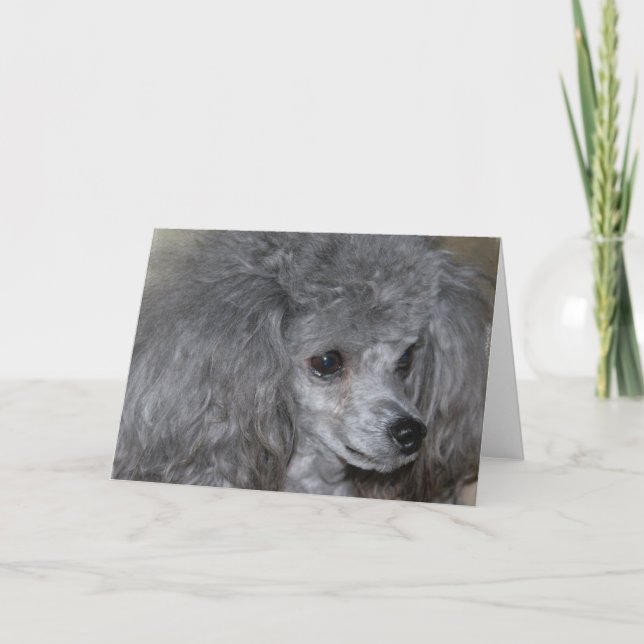 Grey Poodle Grußkarten Karte (Vorderseite)