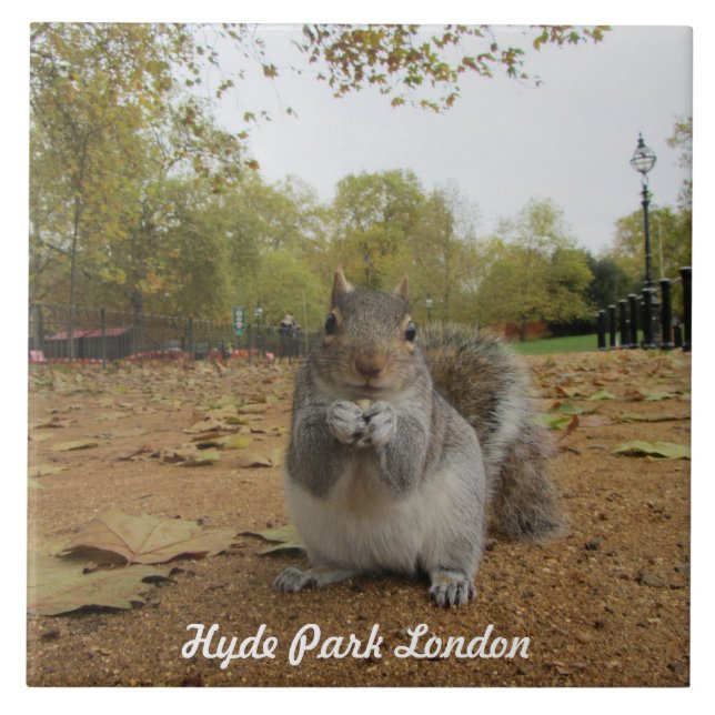 Grey Squirrel Hyde Park London. Fliese (Vorderseite)