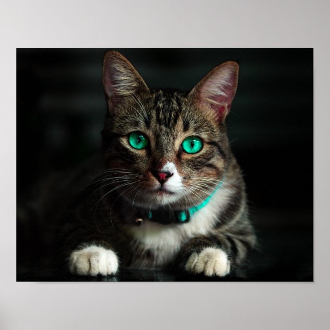 Grey & White Cat with Blue Eyes & Matching Collar Poster (Vorne)