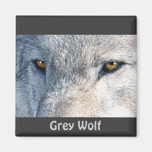 Grey Wolf Eyes Wildlife Collection Magnet
