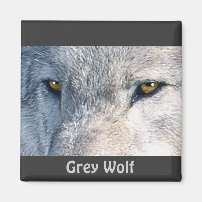 Grey Wolf Eyes Wildlife Collection Magnet (Vorne)