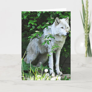 Grey Wolf Greeting Card Karte