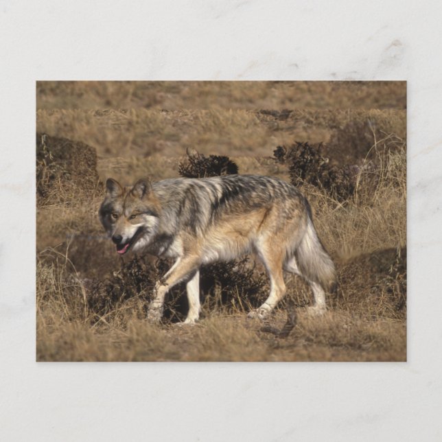 Grey Wolf - Timber Wolf - Red Wolf Series Postkarte (Vorderseite)