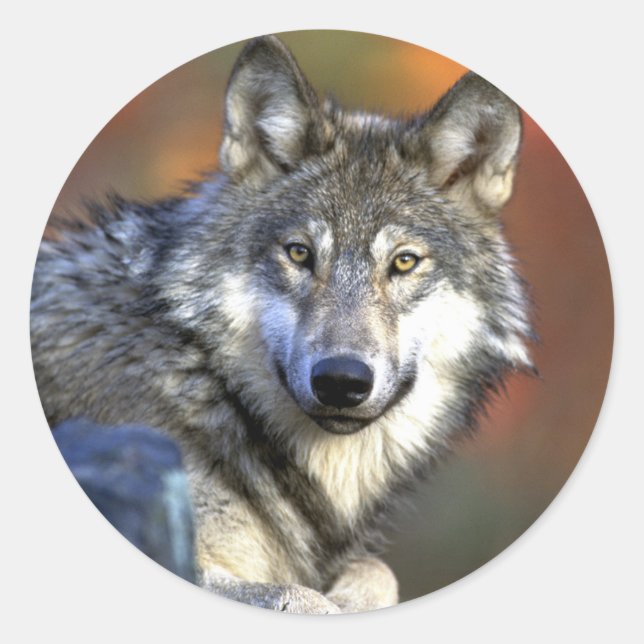 Grey Wolf - Timber Wolf - Red Wolf Series Runder Aufkleber (Vorderseite)