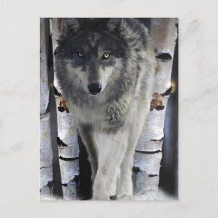 Grey Wolf & Winter Forest Wildlife Art Card Postkarte