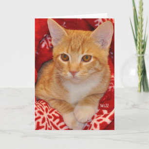 Greyfoot Cat Rescue Holiday Orange Tablet Card Feiertagskarte