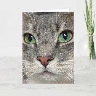 Greyfoot Katzen-Rettung - jene Augen - Gruß-Karte Karte