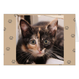 Greyfoot Katzen-Rettung Tortie Karte