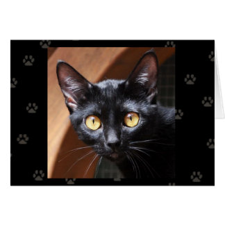 Greyfoot Katzen-Rettungs-Bombay-Katzen-Karte
