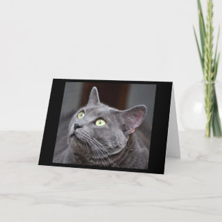 Greyfoot Katzen-Rettungs-russische blaue Karte