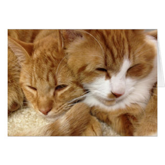 Greyfoot Katzen-Rettungs-schläfrige Kätzchen-Karte