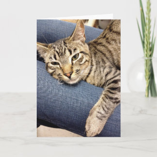 Greyfoot Katzen-Rettungs-silbernes Grautabby-Karte Karte