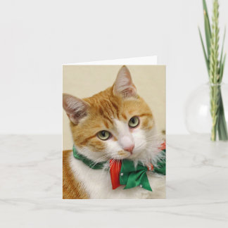 Greyfoot Katzen-Rettungtabby-Weihnachtsgruß-Karte Feiertagskarte