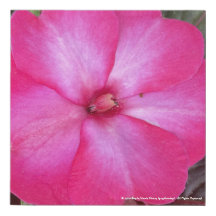 greyforaday Lila florale Printwerbung