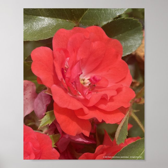 greyforaday Red Floral Print Poster (Vorne)