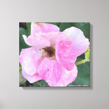 greyforaday Rosa Blumenschrift