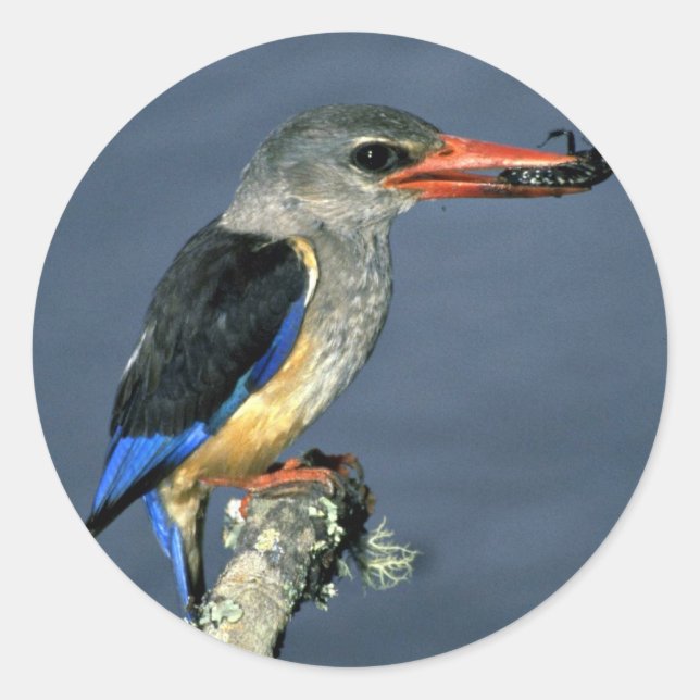 Greyhooded Kingfisher Runder Aufkleber (Vorderseite)