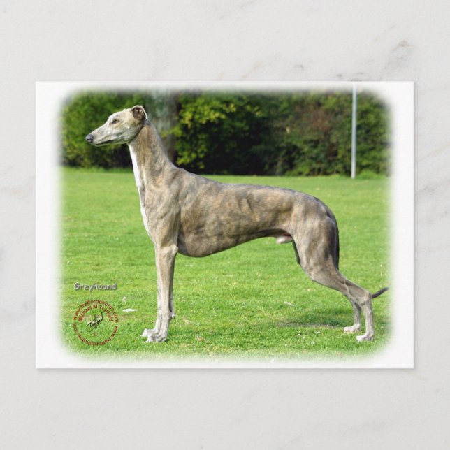 Greyhound 9J007D-14 Postkarte (Vorderseite)