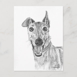 Greyhound Closeup Zeichnend Postkarte