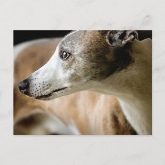 Greyhound Dog Postcard Postkarte