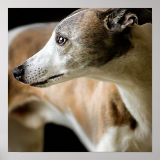 Greyhound Dog Poster
