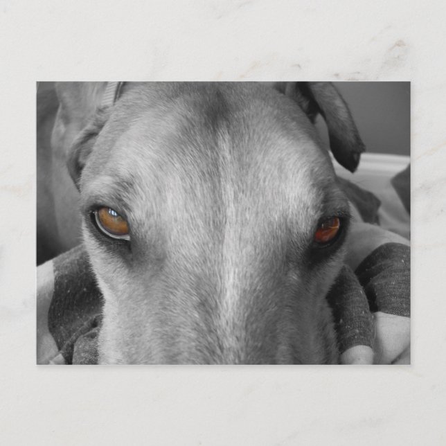 Greyhound Eyes Postkarte (Vorderseite)