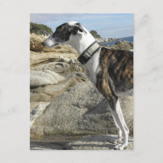Greyhound Fotografen Postkarte