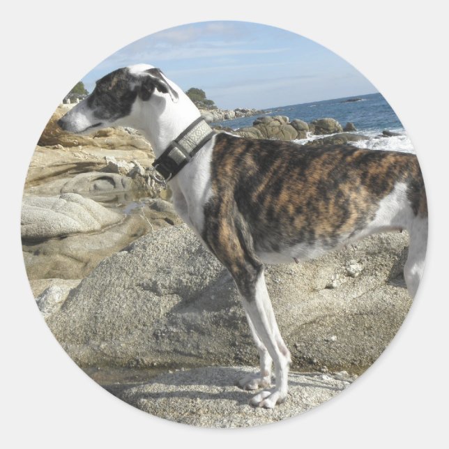 Greyhound Fotografien Stickers (Vorderseite)